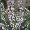 Erica x darleyensis 'Jenny Porter'